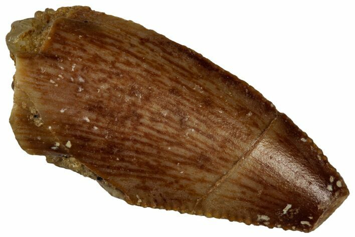 Bargain Raptor Tooth - Real Dinosaur Tooth #300935